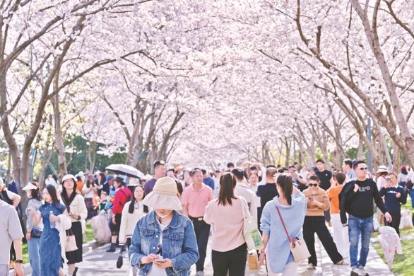 如何煥新場景，讓“賞花經(jīng)濟(jì)” 長紅？